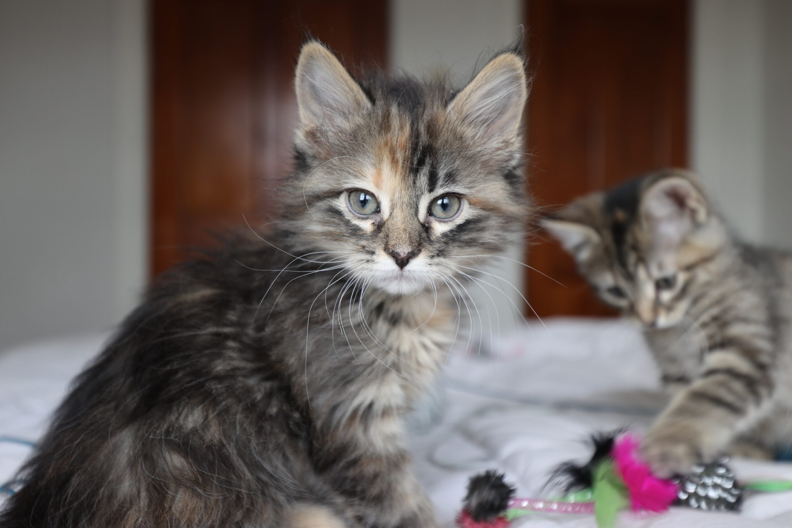 Pet-friendly properties